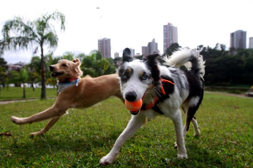 Solte a cachorrada: ABCD tem parques para passear com Pets