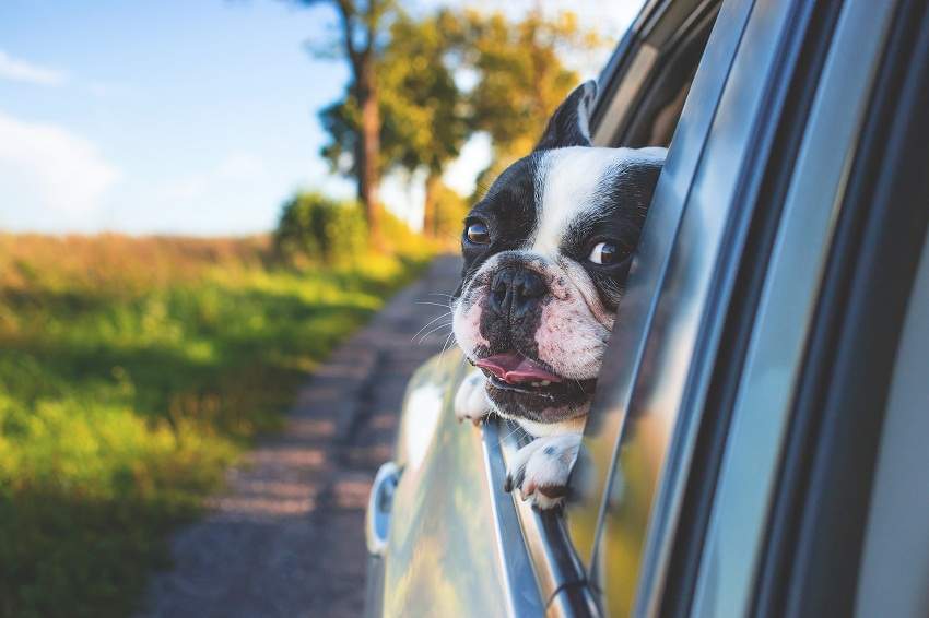 Cão na janela do carro dá multa e pode comprometer saúde do Pet