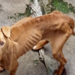 cão passa fome
