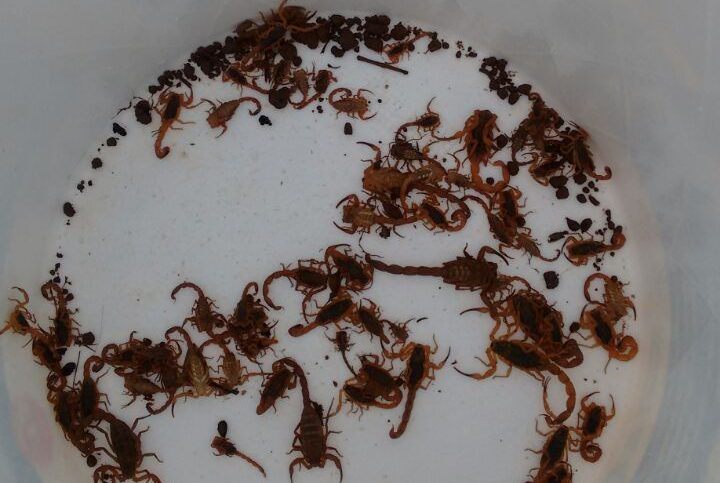Síndico de condomínio encontra foco com 73 escorpiões em São Caetano