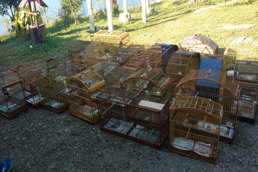 GCM de S.Bernardo flagra 30 aves em gaiolas; infrator é multado em R$ 78 mil