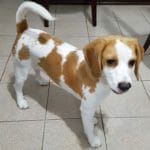 hospital veterinário
