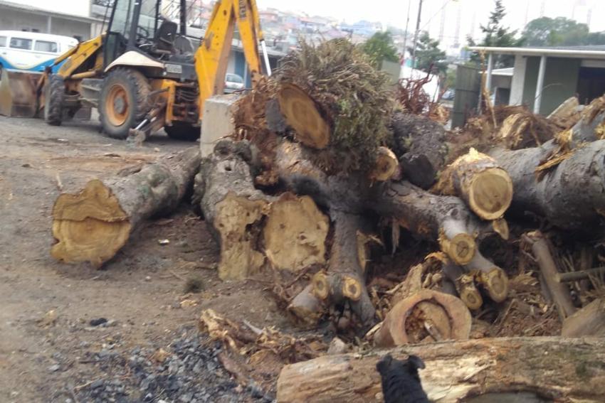 Ambientalistas criticam retirada de árvores no Paço de Santo André