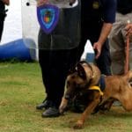 cão