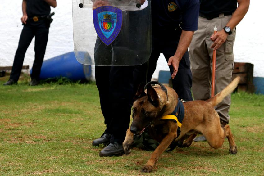 Cão da GCM de São Caetano localiza armas e drogas em operação da Polícia
