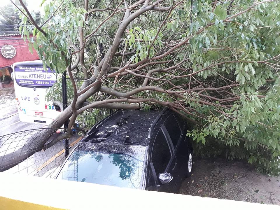 Forte chuva causa alagamentos e queda de 11 árvores em São Caetano