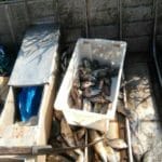 pesca