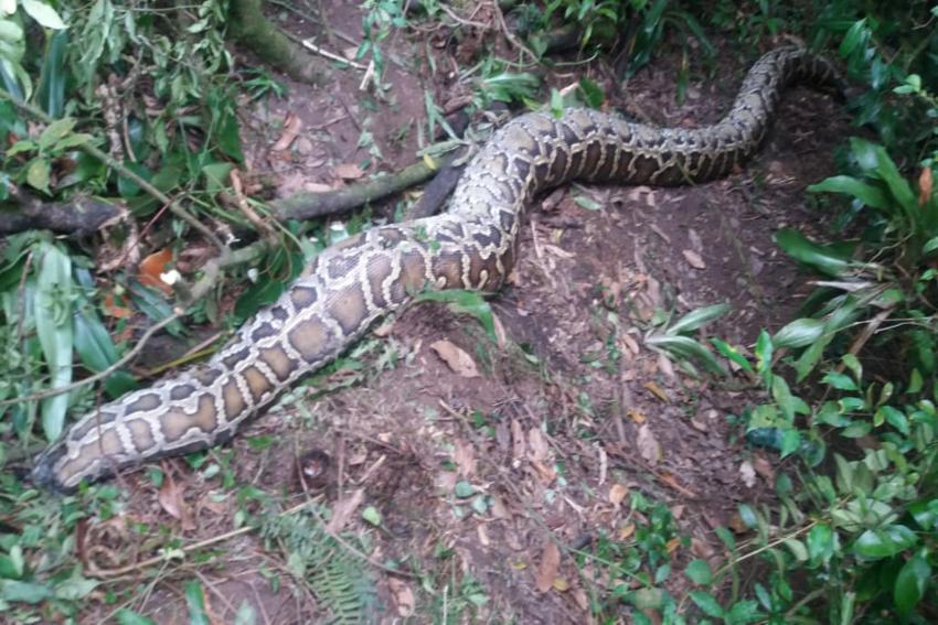 Cobra Píton de 5 metros é encontrada morta no Riacho Grande; Veja vídeo
