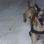 cão