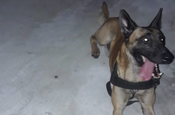 Cão da GCM de S.Caetano encontra droga e homem é preso por tráfico; Veja vídeo