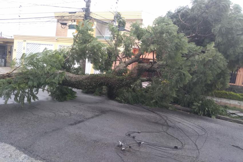 Chuva causa alagamento e queda de 16 árvores e galhos em Santo André