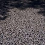 peixes