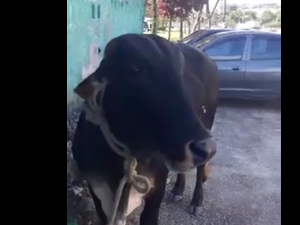 Vaca “turista” é localizada pelo dono em Santo André