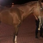 cavalo