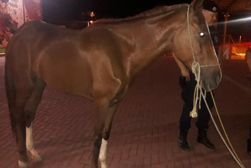 Guarda prende acusado de maltratar cavalo em Diadema