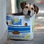 proteção animal