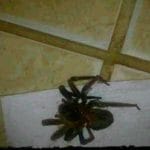 aranhas