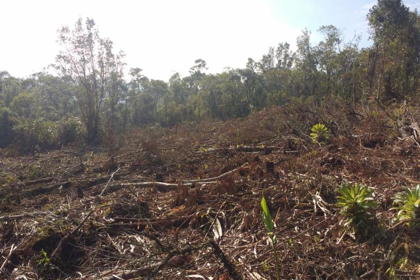 S.Bernardo flagra desmatamento em área de proteção e objetos para caça animal
