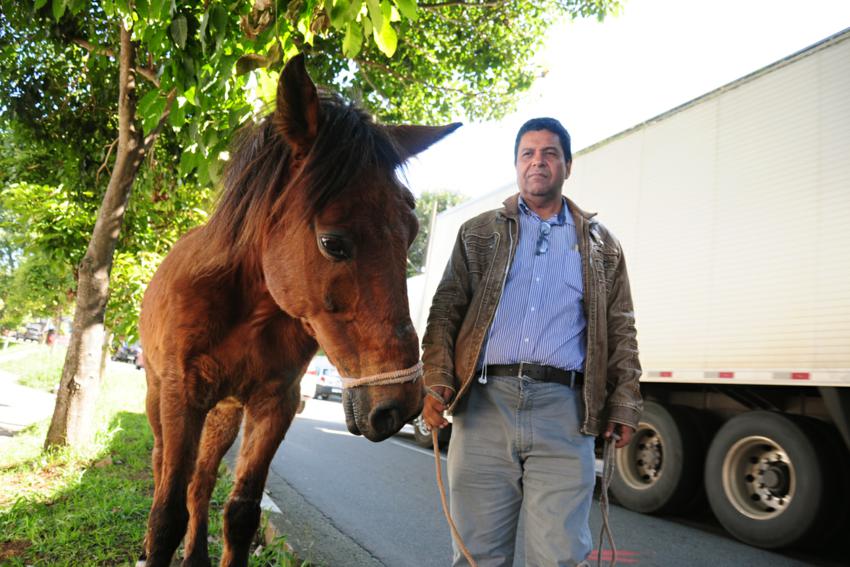Fiscais apreendem cavalo com sinais de maus-tratos em Diadema