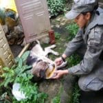 cão