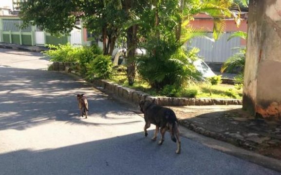 Cachorros estão sendo envenenados em Santo André