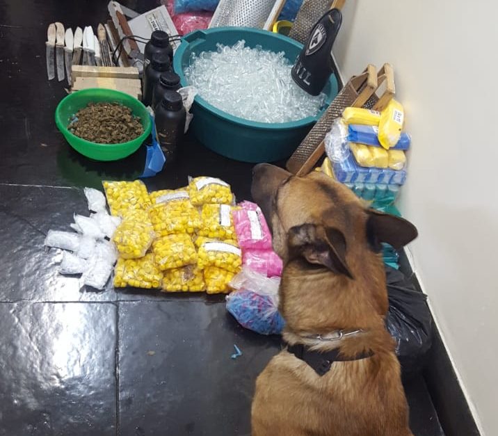 Com ajuda de cães de S.Caetano, GCM de Sto.André descobre laboratório de drogas