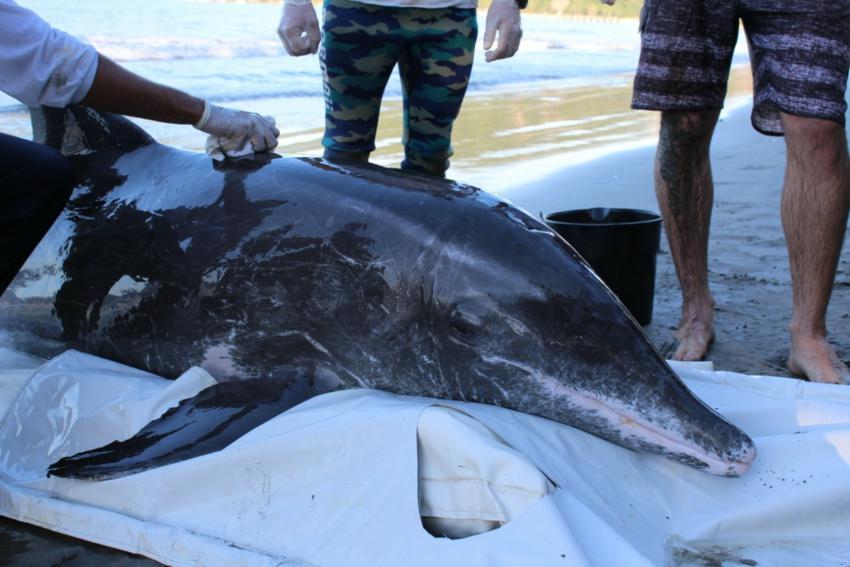 Golfinho é resgatado após encalhar em praia de Ubatuba