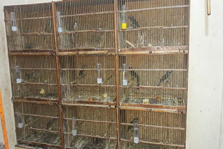 Guarda Ambiental de São Bernardo deflagra tráfico de aves silvestres