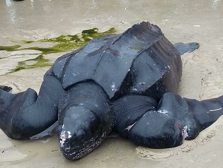 PM Ambiental e Corpo de Bombeiros resgatam tartaruga-gigante