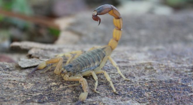 Santo André tem registro de 26 escorpiões em 16 bairros