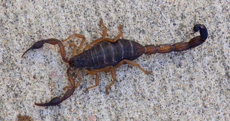 São Bernardo registra 22 focos de escorpiões em bairros