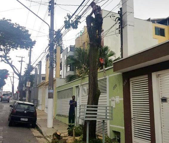 Sto.André flagra morador que pagou R$ 4,8 mil para fazer corte ilegal de árvore