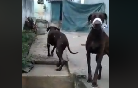 Dicma de Santo André resgata 14 cães de raça em criadouro clandestino