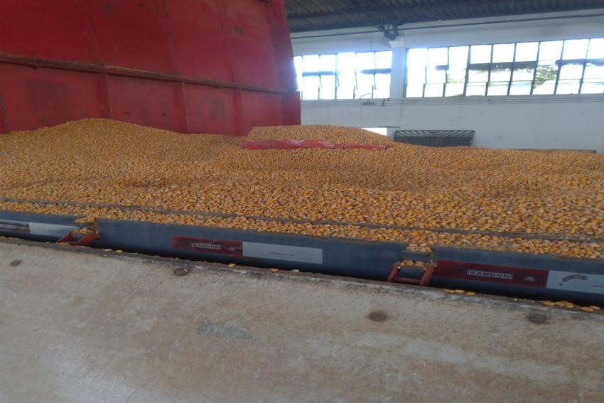 PM flagra 2 toneladas de drogas dentro de carga de milho em S.Bernardo