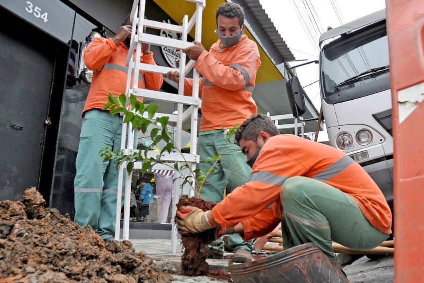 Alameda Vieira de Carvalho, em Santo André, recebe plantio de 35 árvores