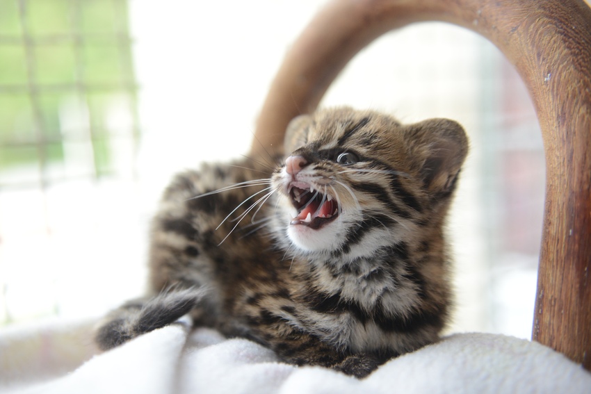 Zoológico de S.Bernardo acolhe filhote de gato do mato resgatado