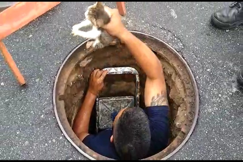 GCM de Santo André resgata filhote de gato preso em tubulação de drenagem