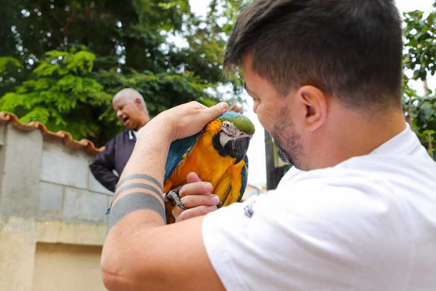 Arara-canindé perdida reencontra dono em Santo André após buscas