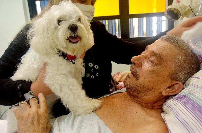 Morre paciente que recebeu visita de cão de estimação em hospital de Sto.André