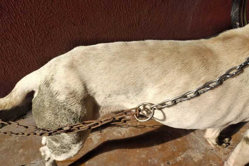 GCM de Ribeirão Pires resgata cão que estava há 3 dias sem comida e água