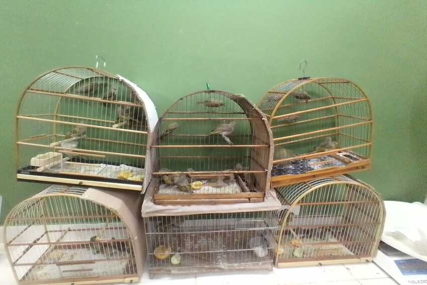 Polícia e Prefeitura de Sto.André resgatam 77 aves de cativeiro; Veja vídeo