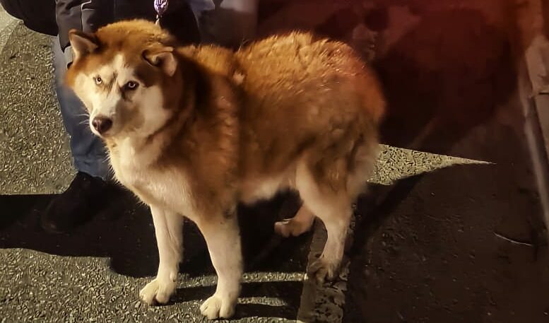 GCM de S.Caetano recupera cachorra husky siberiano a devolve à família