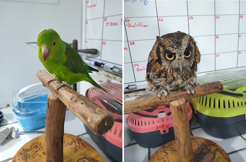 PM Ambiental resgata seis aves silvestres em Diadema e Santo André