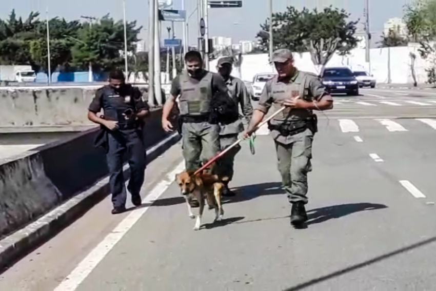 Vídeos: GCM Ambiental de São Bernardo resgata cão ilhado em córrego