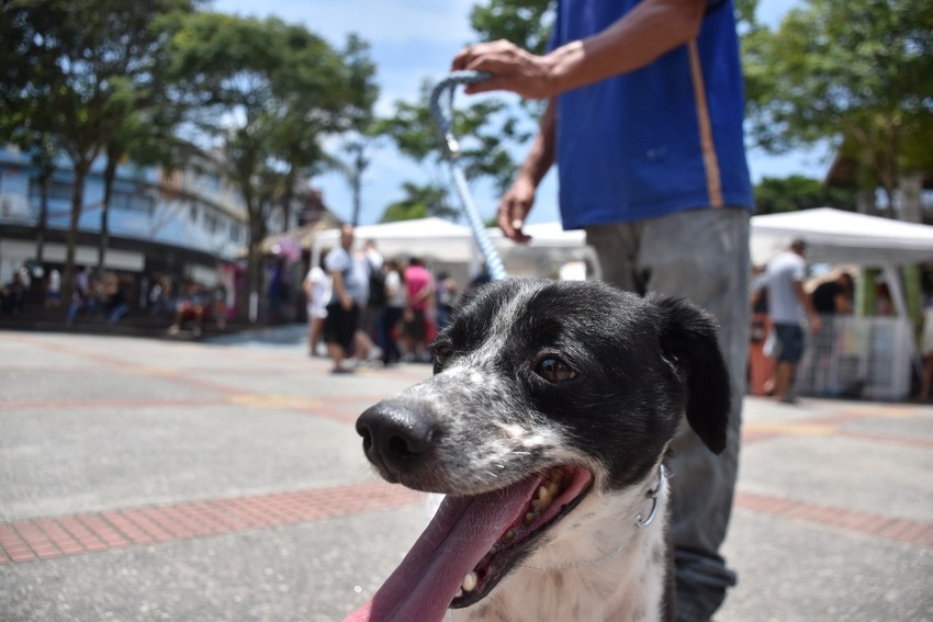 Ribeirão Pires realiza Feira de Adoção de Cães e Gatos neste sábado