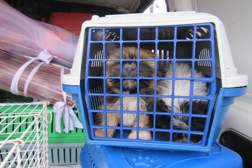 Vídeo: Polícia resgata 30 cães e encontra outros 5 mortos em canil de Sto.André