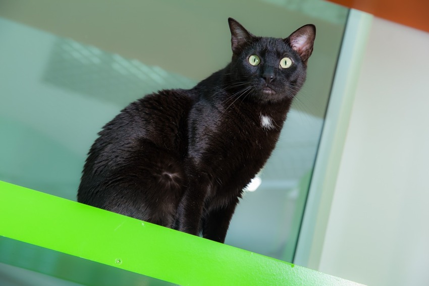 Na sexta-feira 13, tutores devem proteger gatos pretos