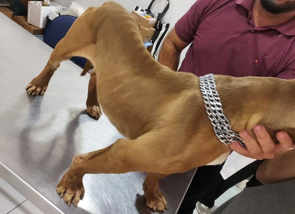 Prefeitura de Mauá resgata cachorro vítima de maus-tratos
