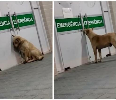 Cachorro chora esperando dono em porta de hospital; Veja vídeo