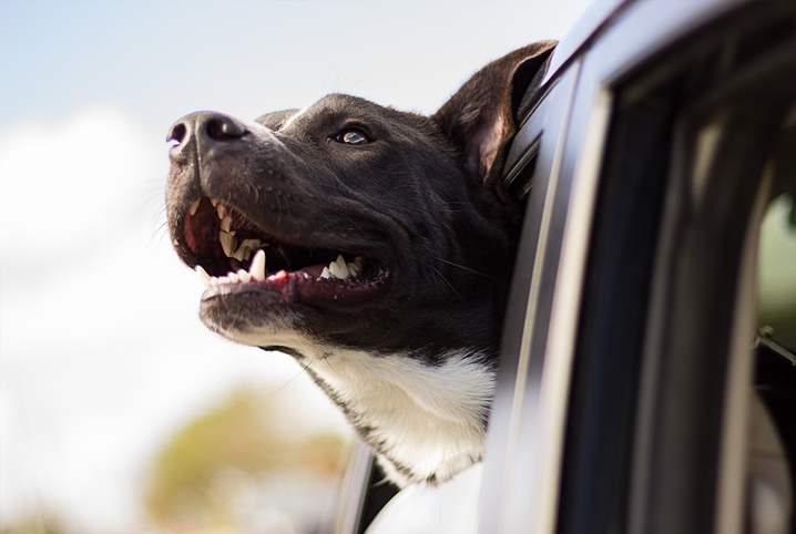 Pets gostam de sentir ventinho na janela do carro, mas dá multa